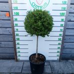 Vtáčí zob vždyzelený (Ligustrum Jonandrum) - výška 80-90 cm, kont. C18L (-18°C) - NA KMIENKU